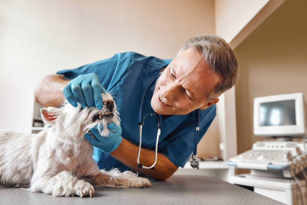 Best 24-Hour Emergency Dentist in Mims, FL